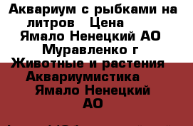 Аквариум с рыбками на 80 литров › Цена ­ 3 000 - Ямало-Ненецкий АО, Муравленко г. Животные и растения » Аквариумистика   . Ямало-Ненецкий АО